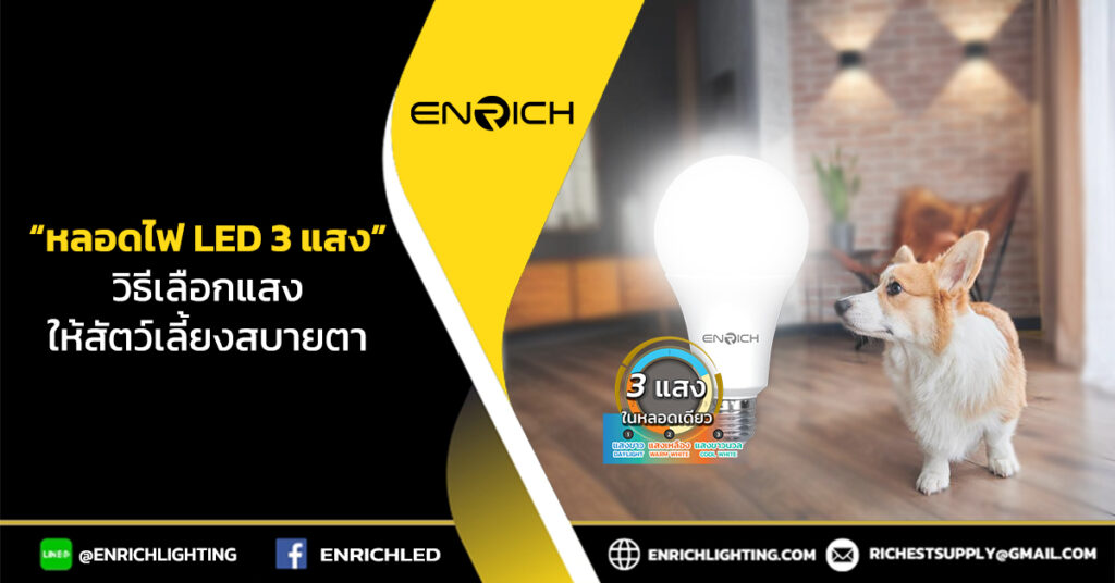 หลอดไฟ LED 3 แสง การเลือกแสงให้สัตว์เลี้ยงสบายตา